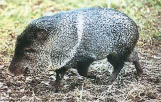 Collared-Peccary_white.jpg