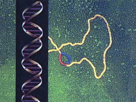 DNA-structure_big.jpg