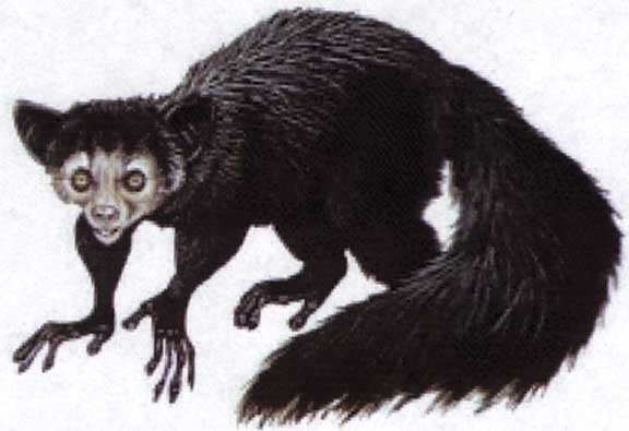 IRS-AYE_AYE_big.jpg