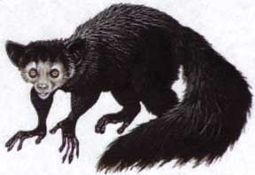 IRS-AYE_AYE_small.jpg