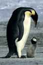 PENGUINS.gif