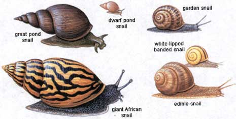 SIAL-SNAILS_big.jpg