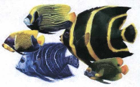 angelfish_big.jpg