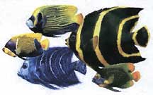 angelfish_small.jpg