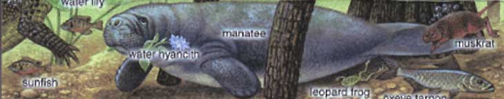 avsrw_big.jpg
