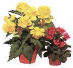 begonia.jpg