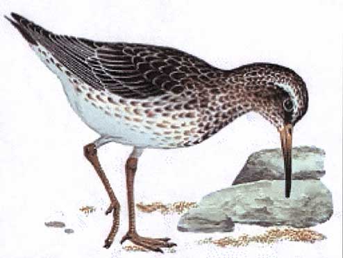 bird_large.jpg