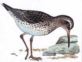 bird_small.jpg