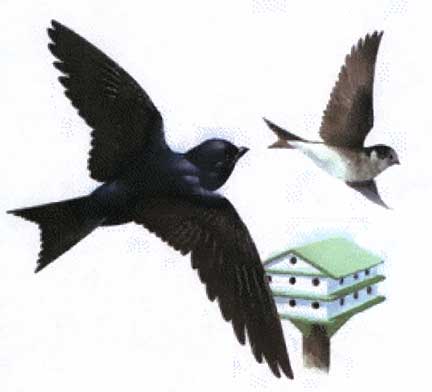 birds_large.jpg