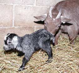 birth-goatJPG.jpg
