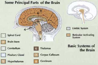 brain.jpg