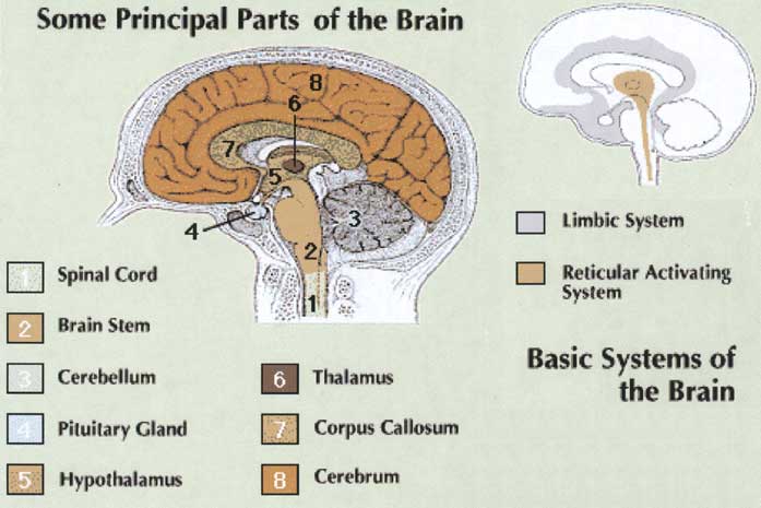 brain_large.jpg