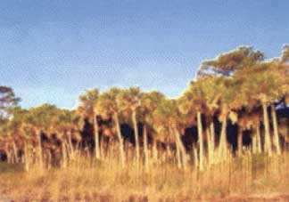 cabbage-palmetto.jpg
