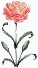 carnation.jpg