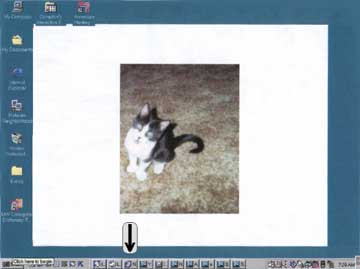 cat.jpg