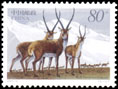 deer.jpg