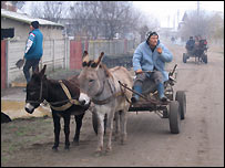 donkeys.jpg