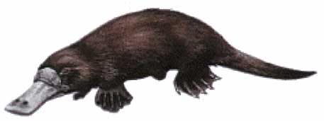 duck-billed_platypus_big.jpg