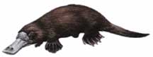 duck-billed_platypus_small.jpg