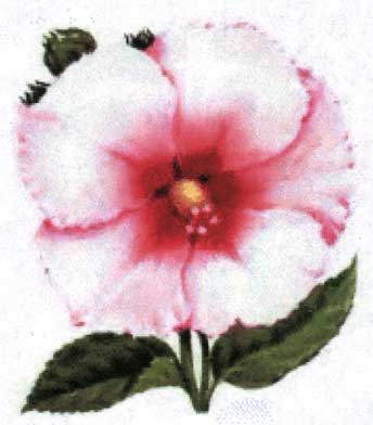 hibiscus_big.jpg
