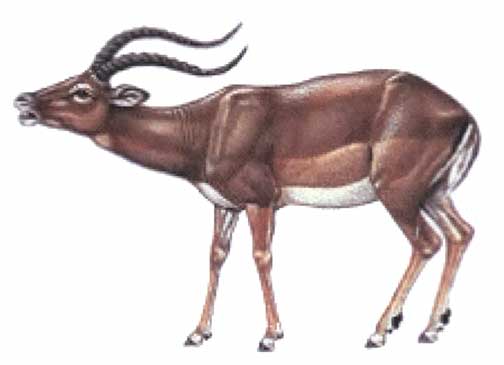 impala_big.jpg
