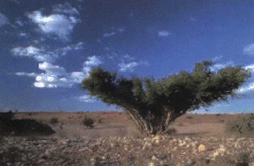 kalahari_large.jpg