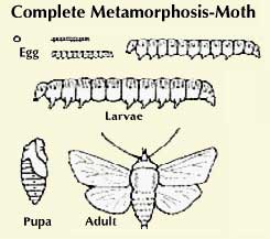 metamorphosis.jpg