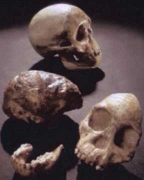 taung-skull.jpg
