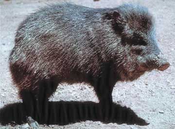wild-boar.jpg